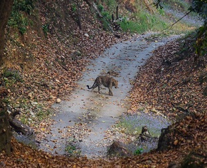 A leopard inside the Rajaji National Park in Uttarakhand
