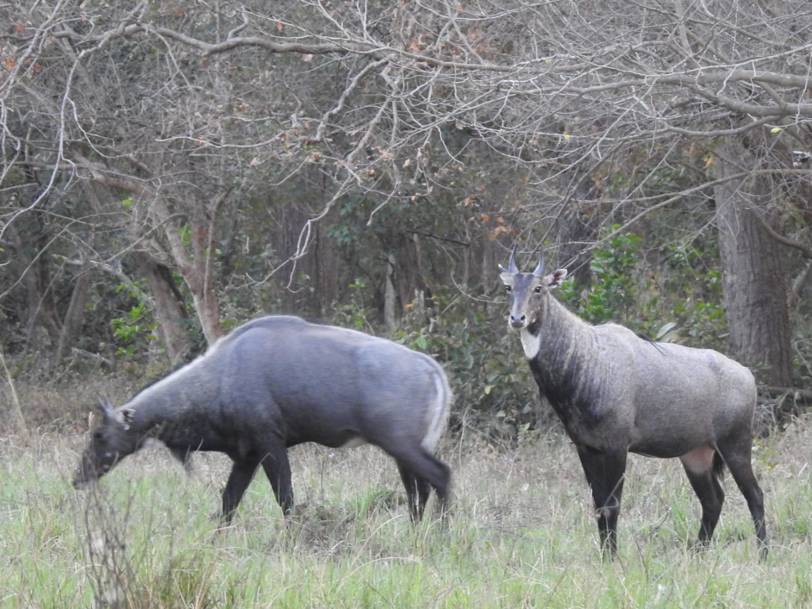 Nilgai inside the Rajaji National Park in Uttarakhand