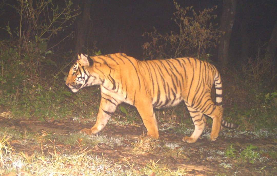 A tiger inside the Rajaji National Park in Uttarakhand
