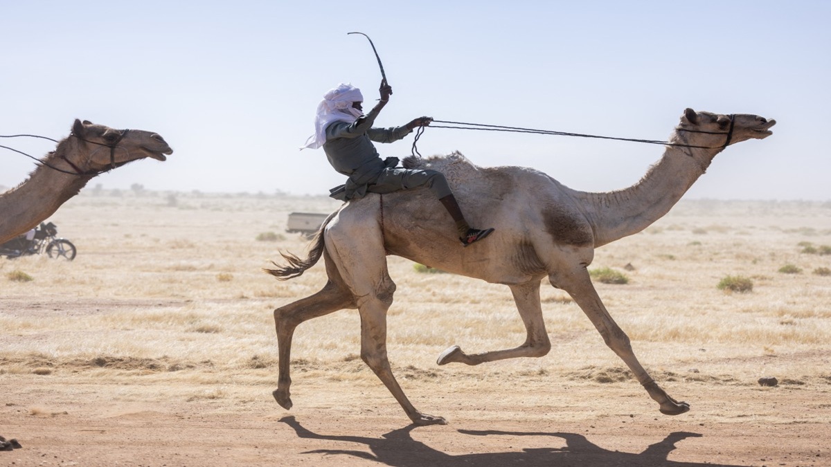 Camel Racing In Chad Chad In Focus As India Recasts Africa Policy Around Mineral Security
