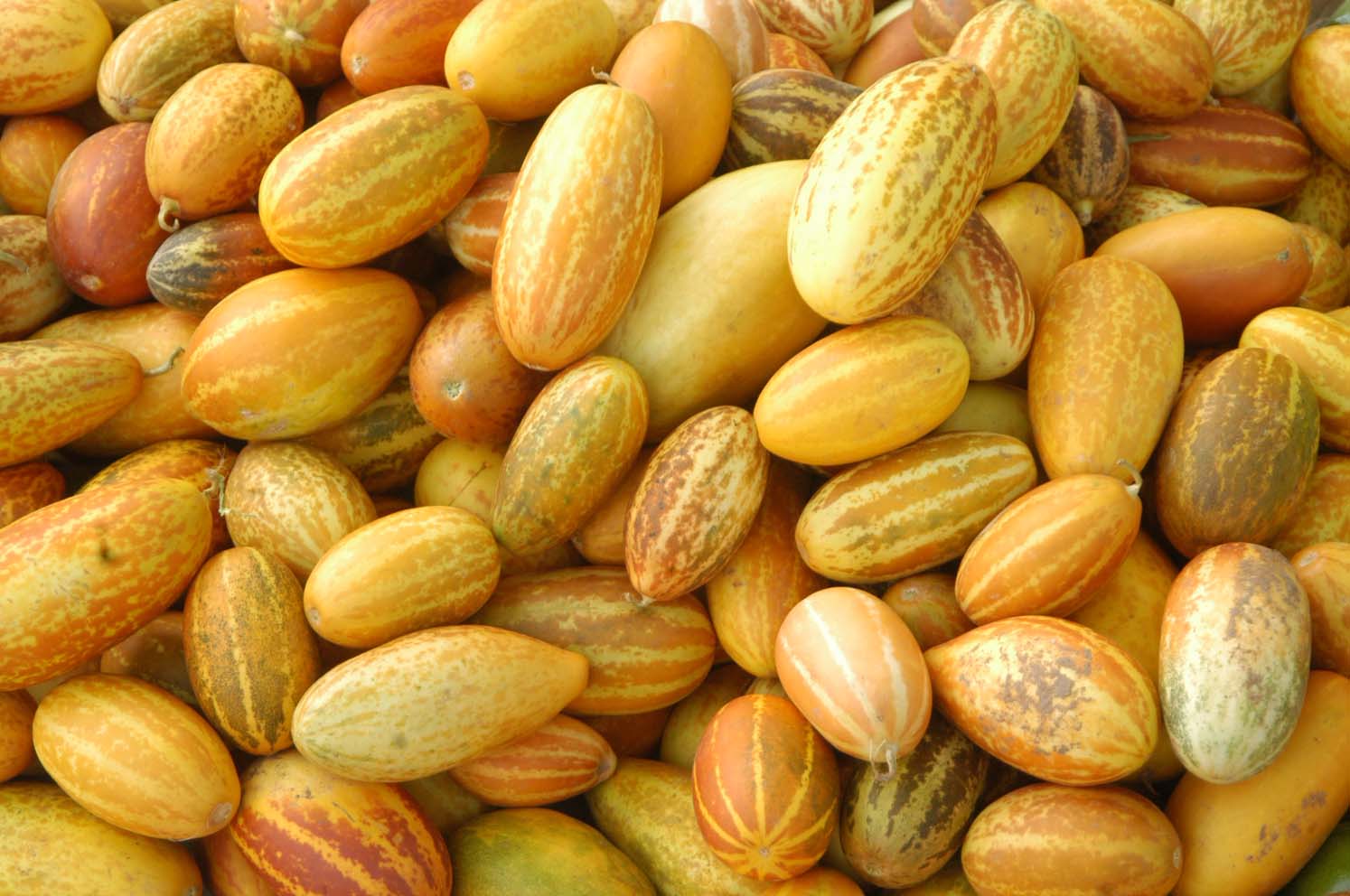 దోసకాయ