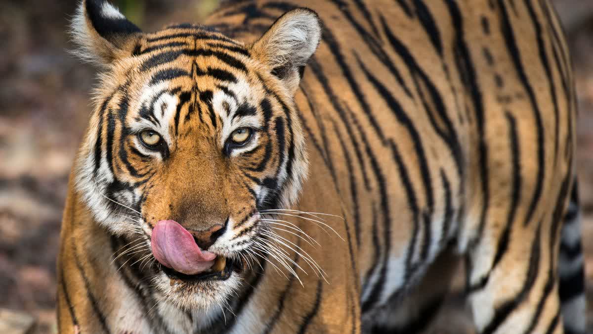 UMARIA TIGER ATTACK VILLAGER