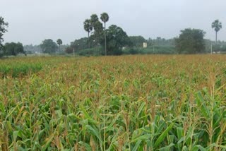 விவசாயம்