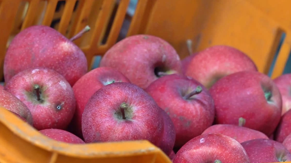 Kashmir Apple Growers Demand PM Fasal Bima Yojana Cover As Climate Change Hits Crop Apple Farmers in Kashmir Demand PM Fasal Bima Yojana Cover As Climate Change Hits Crop