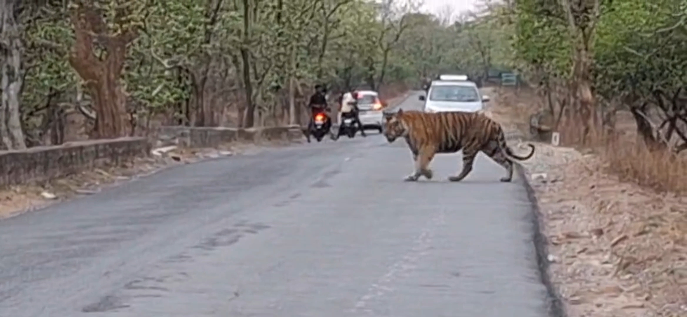 पन्ना में सड़क पर टाइगर देख लोग हुए स्टैच्यू!, बाघ की अकड़ देख थम गई सांसे