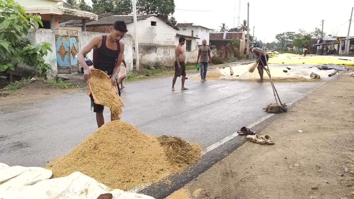 Paddy Procurement Issue Kalahandi district persistant rain caused paddy damage