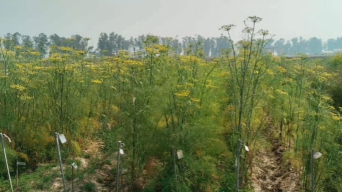 Haryana University Develops Medicinal Spice Varieties to Boost Farmer Income and Health