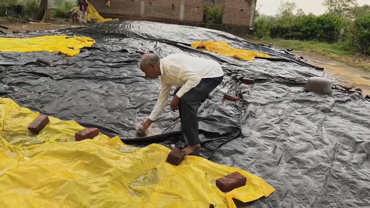 A man is Covering paddy in field