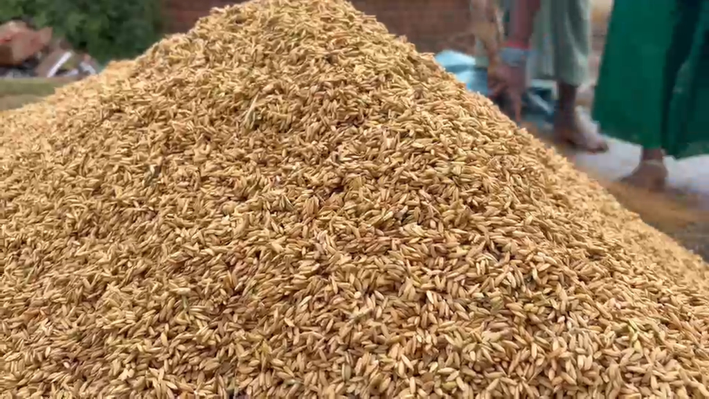 Harvested paddy soaked in rain