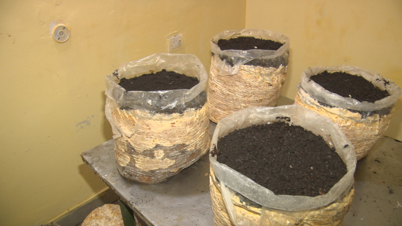 MUSHROOM CROP