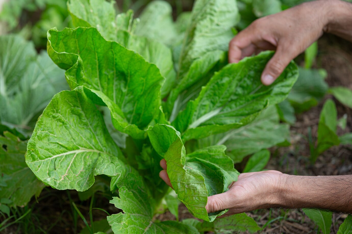 VEGETABLES TO AVOID IN RAINY SEASON