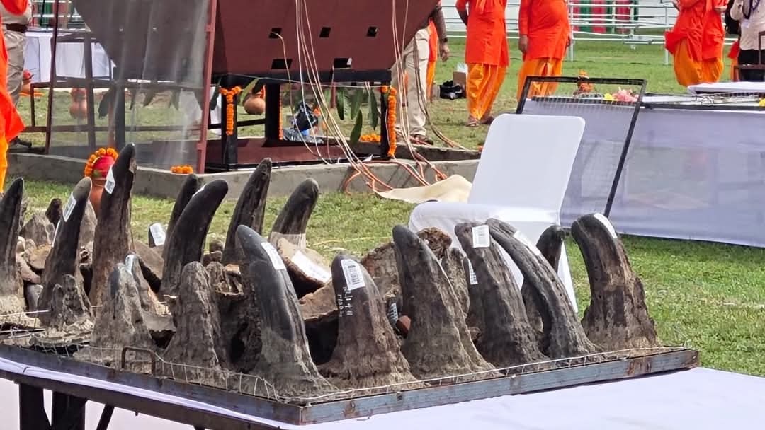 The process of collecting DNA samples from the rhinoceros has begun in Kaziranga