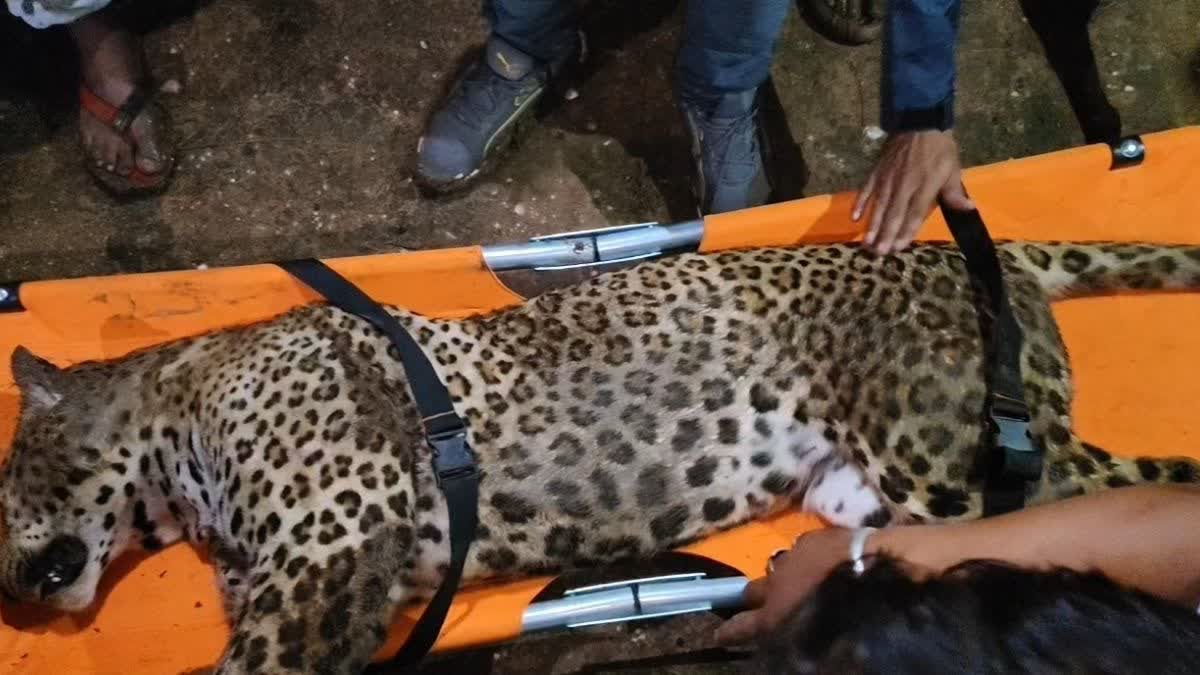 Panther trapped in wire fencing