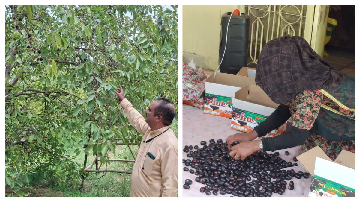 Pushkar’s Jamun Boom: The Superfruit Farmers Risk Their Lives To Harvest, Sell For Rs 200–250 Per KG Pushkar’s Jamun Boom: The Superfruit Farmers Risk Their Lives To Harvest, Sell For Rs 200–250 Per KG