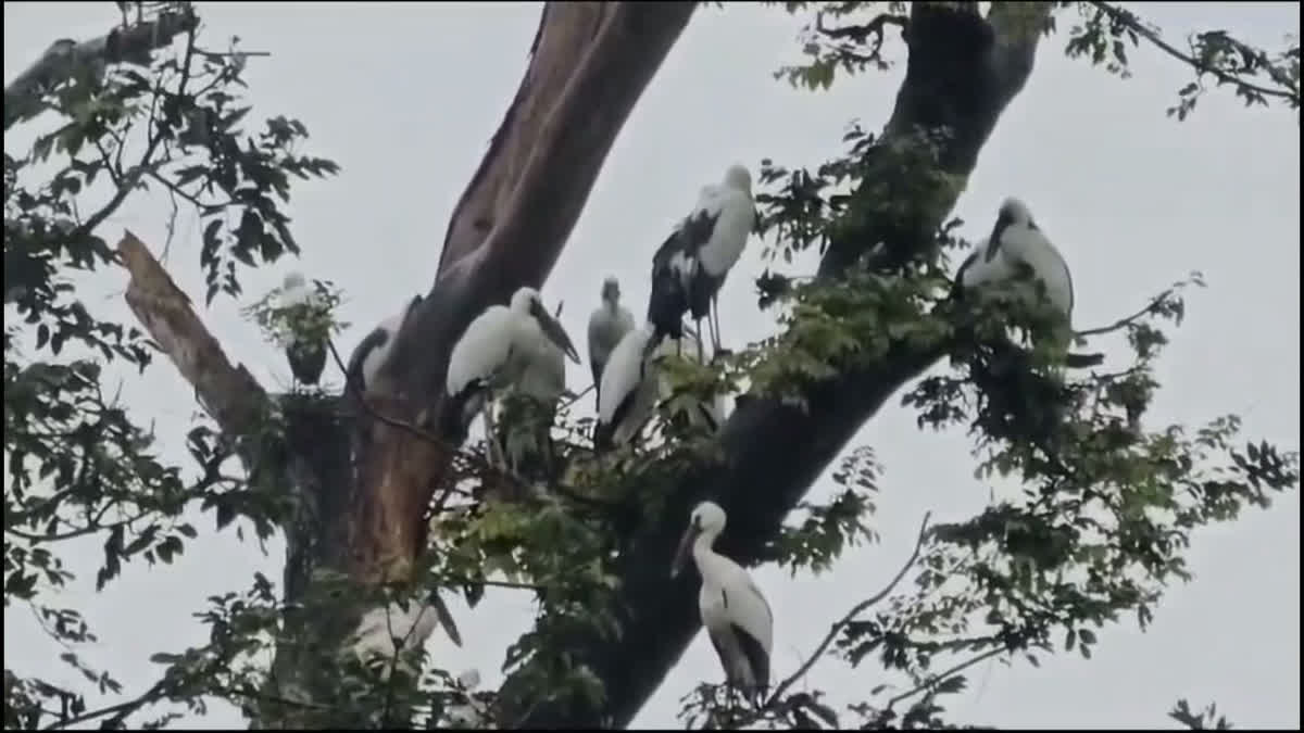 Six Migratory Birds Die In Korba; Preliminary Report Points To Lightning Shockwaves Korba Forest Department Strengthens Protection After Death of Six Asian Openbill Storks