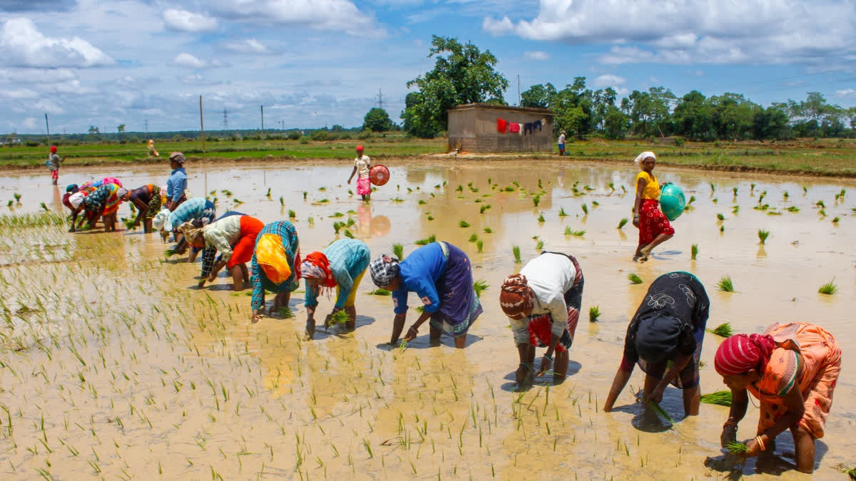 Women farmers transplant paddy seedlings in a field during the monsoon season on the outskirts of Jagdalpur in Bastar district on Wednesday, June 24, 2026.