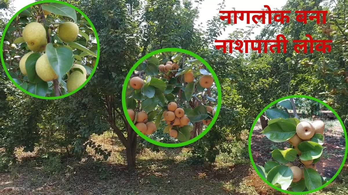 PEAR CULTIVATION IN JASHPUR