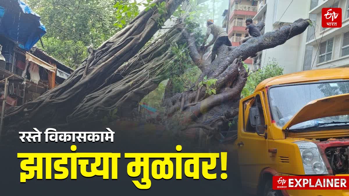 Why trees collapse cases suddenly increased from last few years in Mumbai and MMR?