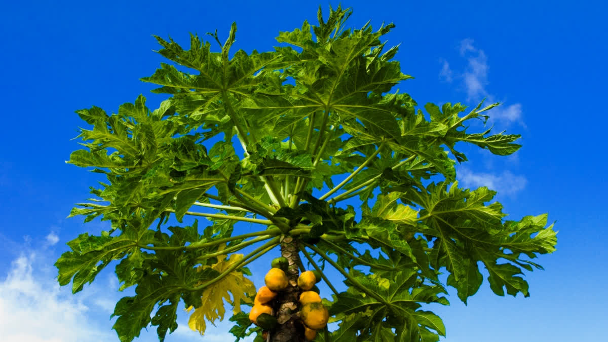 Papaya leaves