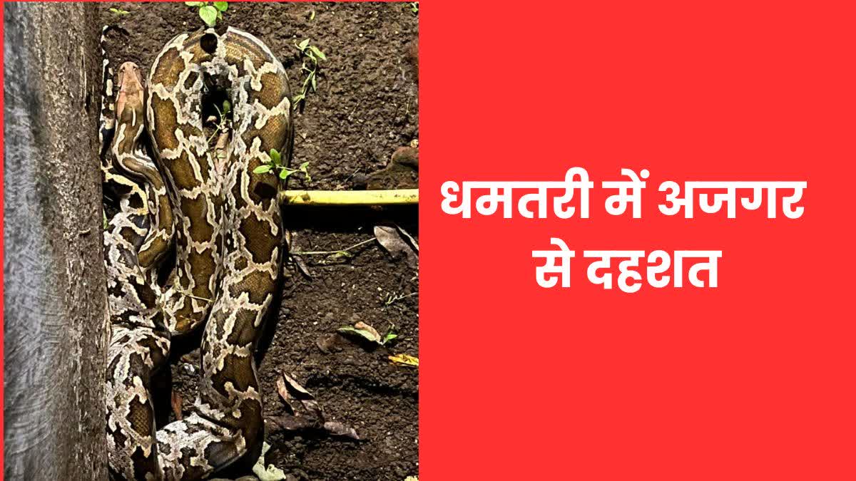 Python creates panic in Dhamtari