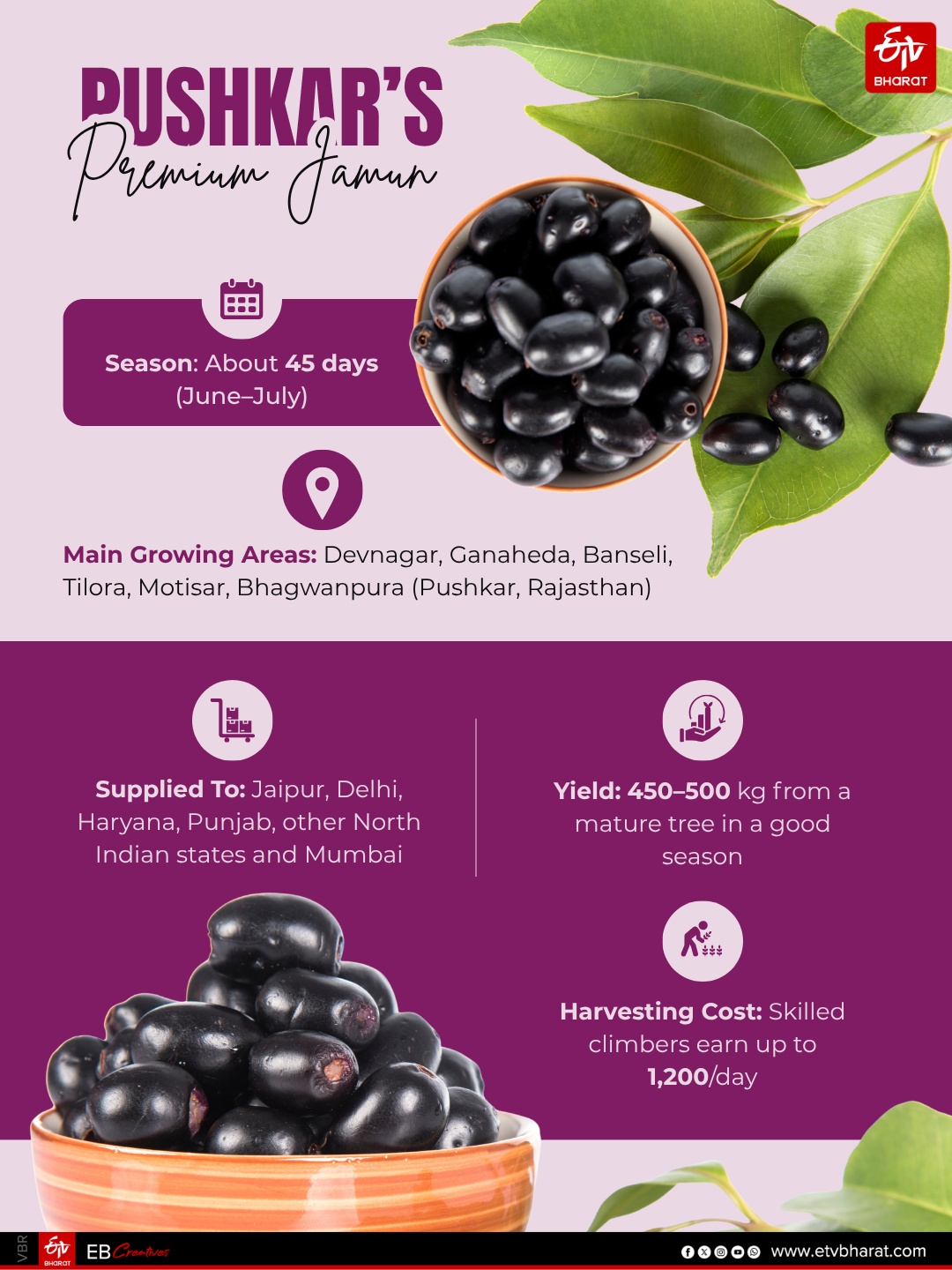 Pushkar’s Jamun Boom: The Superfruit Farmers Risk Their Lives To Harvest, Sell For Rs 200–250 Per KG
