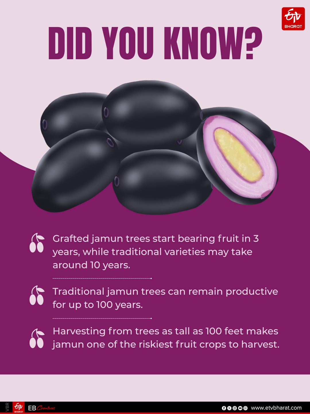 Pushkar’s Jamun Boom: The Superfruit Farmers Risk Their Lives To Harvest, Sell For Rs 200–250 Per KG