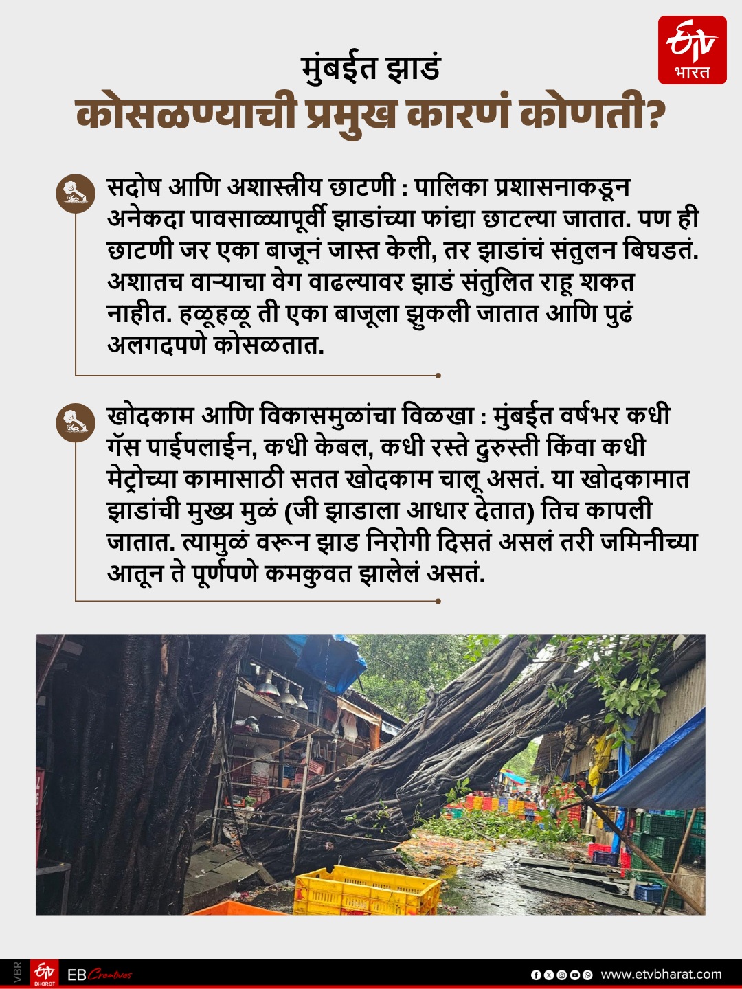 Why trees collapse cases suddenly increased from last few years in Mumbai and MMR?