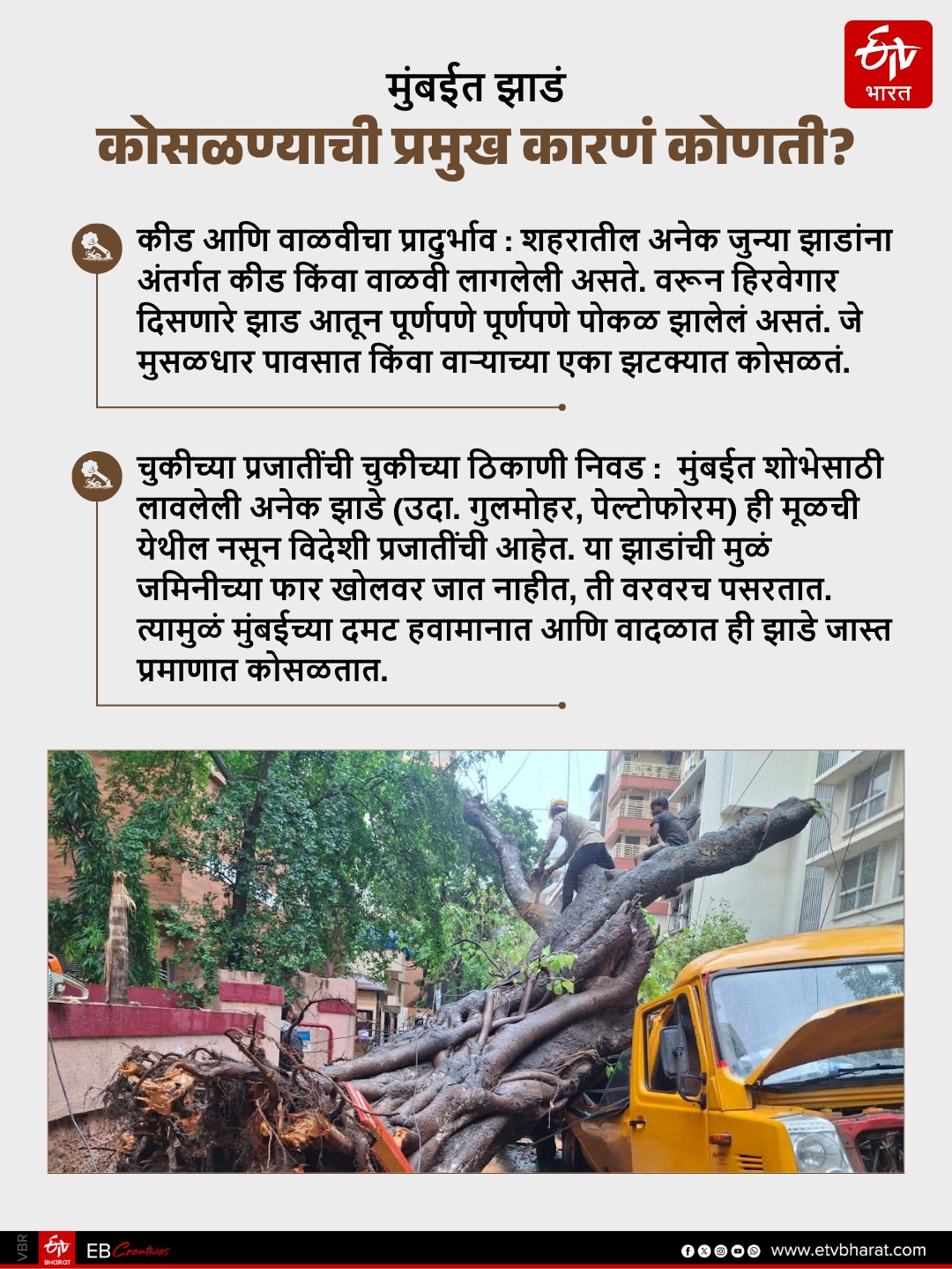 Why trees collapse cases suddenly increased from last few years in Mumbai and MMR?