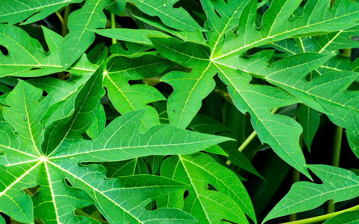 Papaya leaves