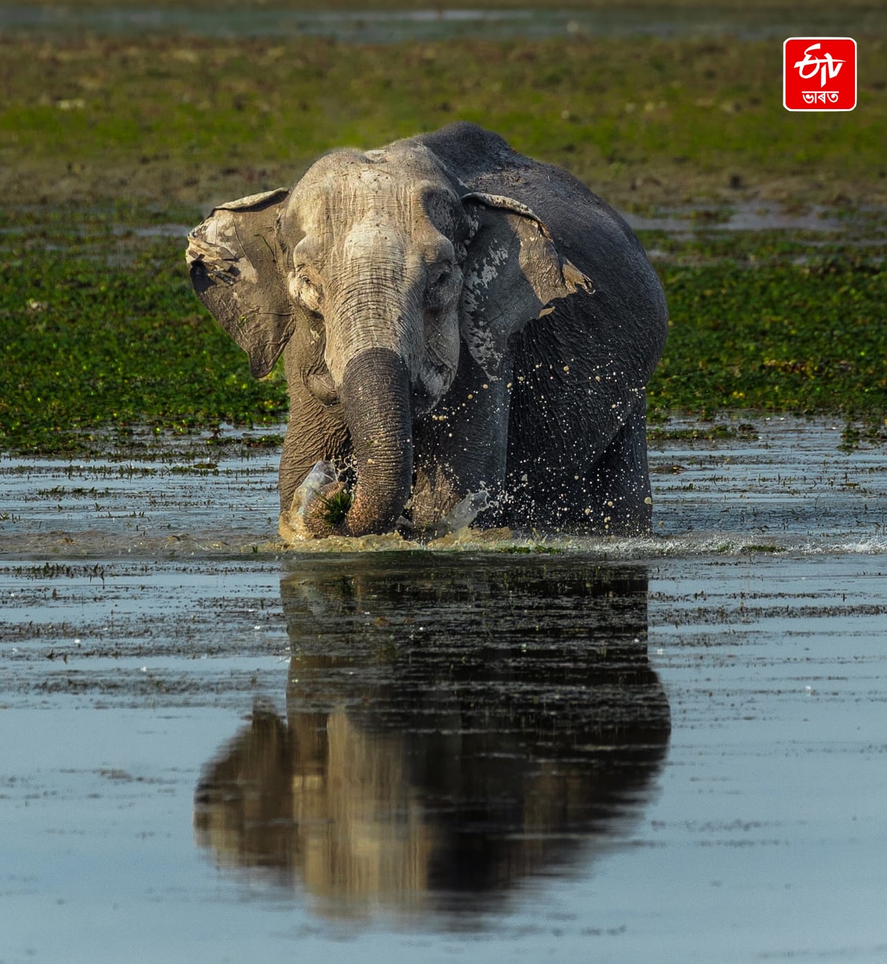 Assam National Parks
