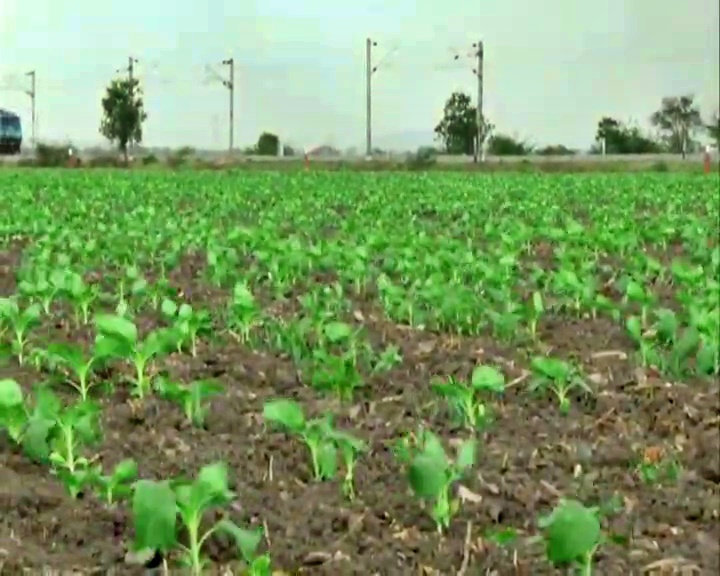 Crops