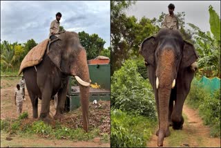 AMBARI ELEPHANT ABHIMANYU'S LEFT TUSK FRACTURED