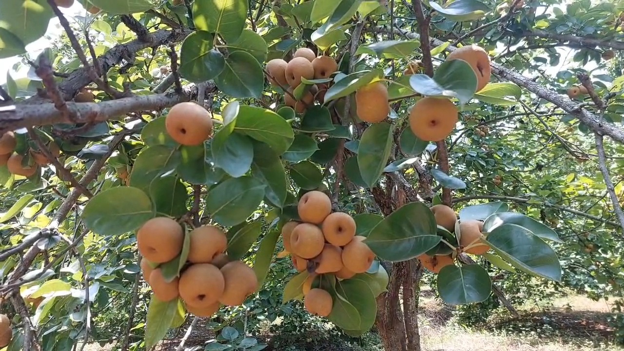 What is cash crop