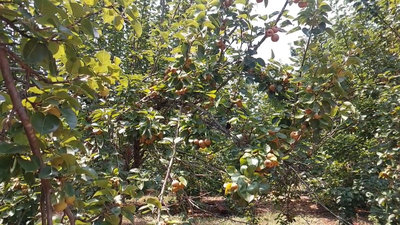 What is cash crop