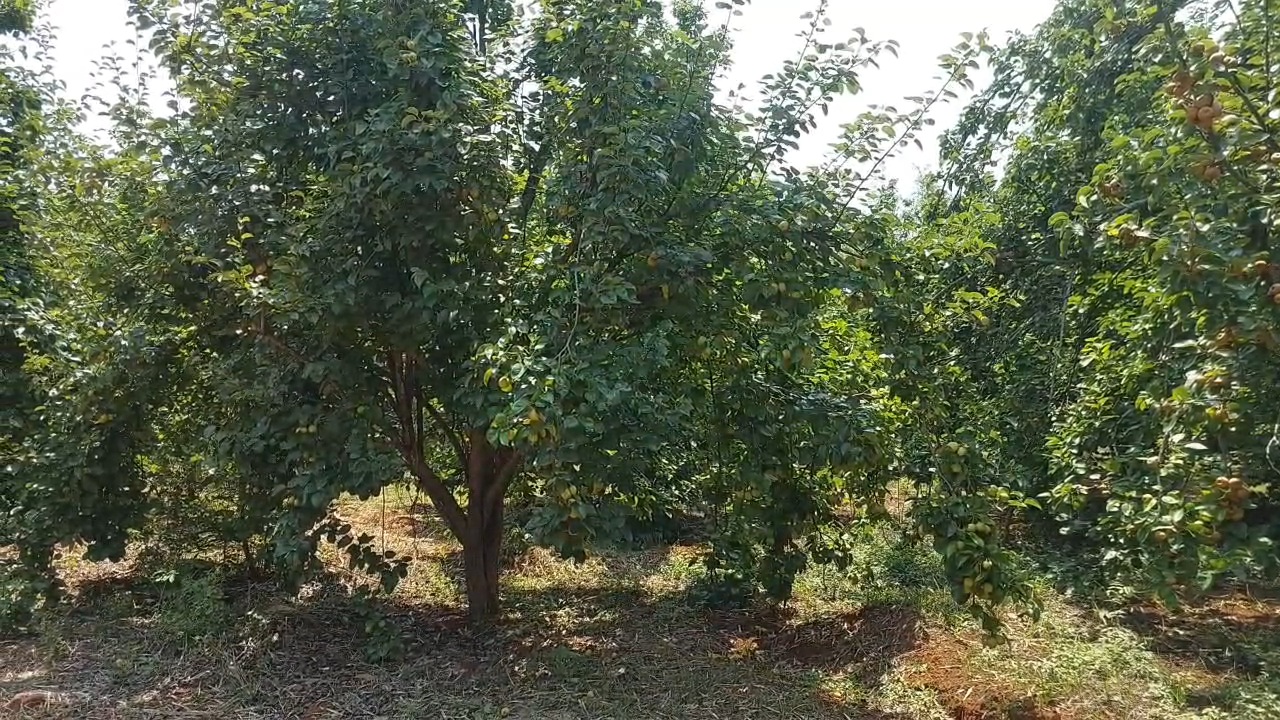 What is cash crop