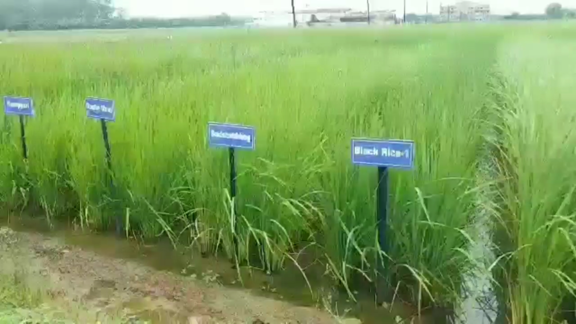 Effect of El Nino on paddy production