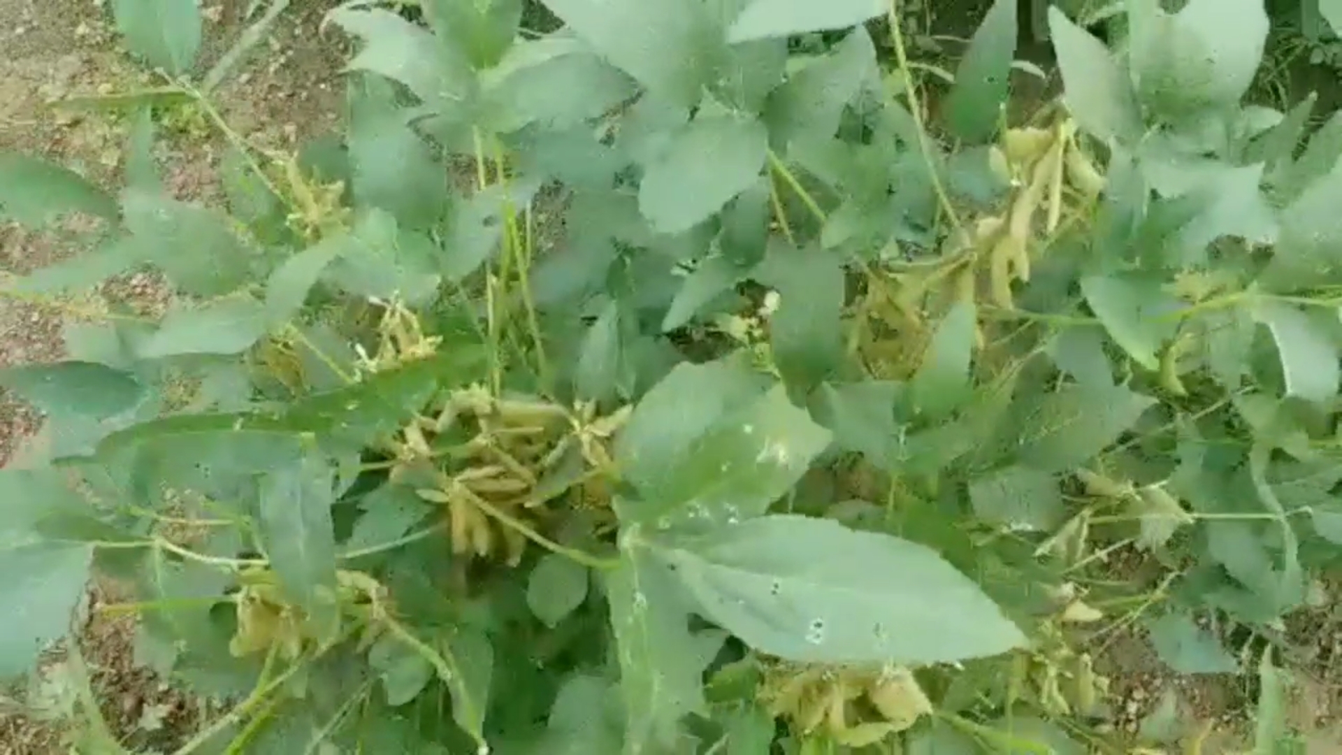alternative farming instead of paddy
