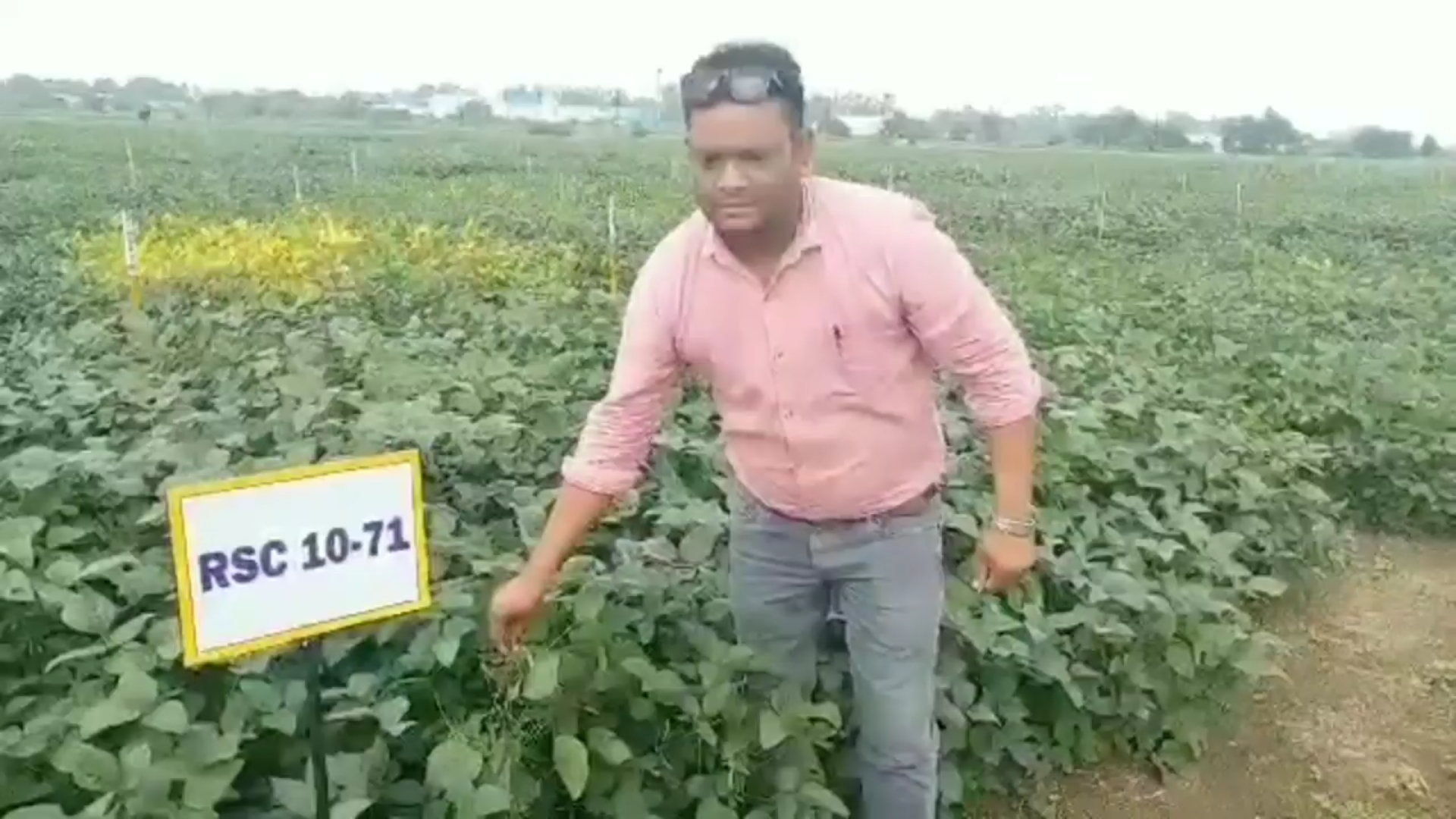 alternative farming instead of paddy