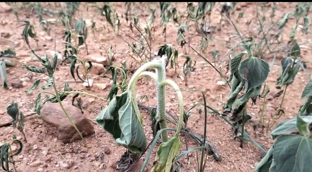 drought like condition