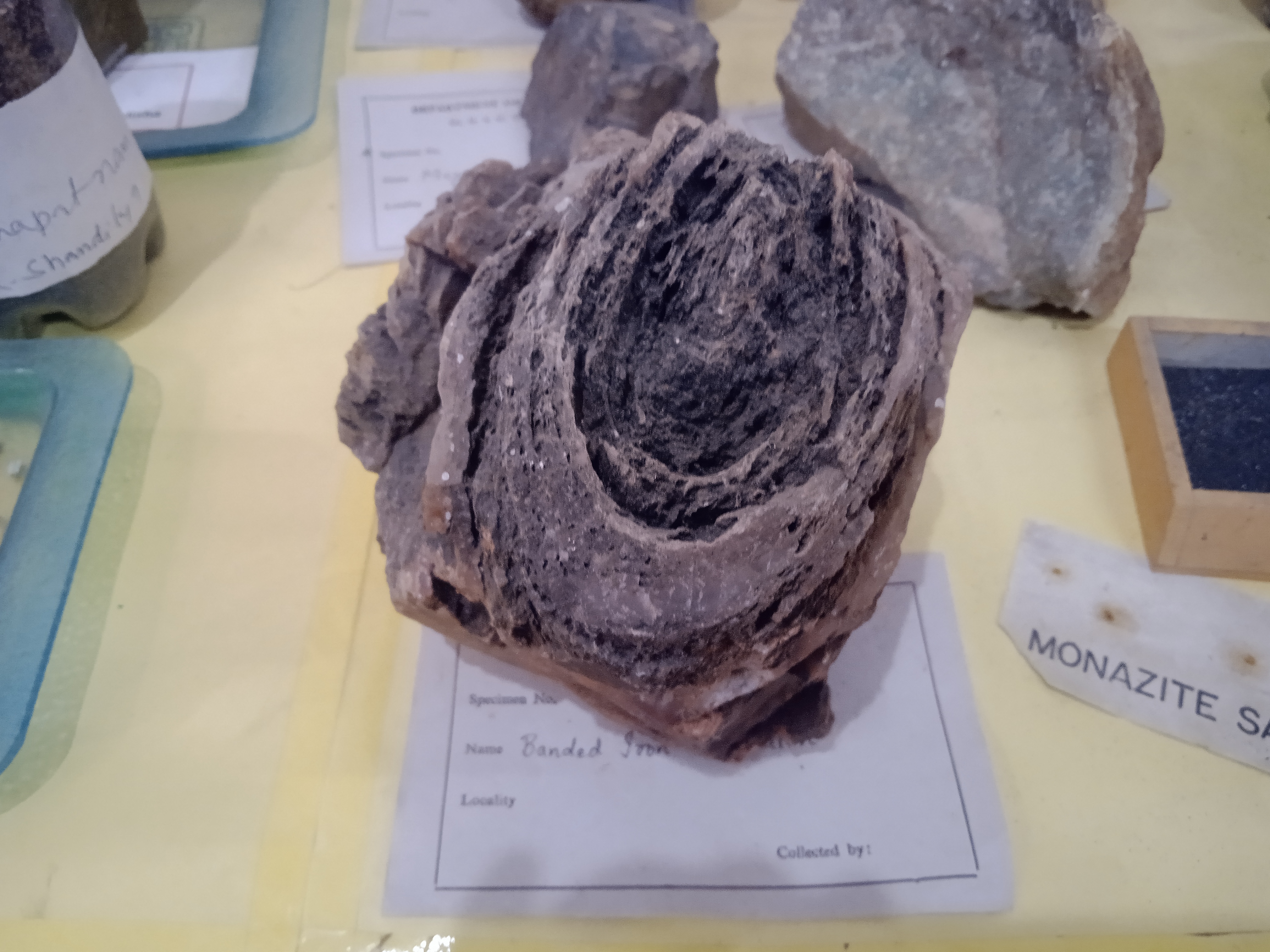 RARE PLANT FOSSILS SAGAR UNIVERSITY