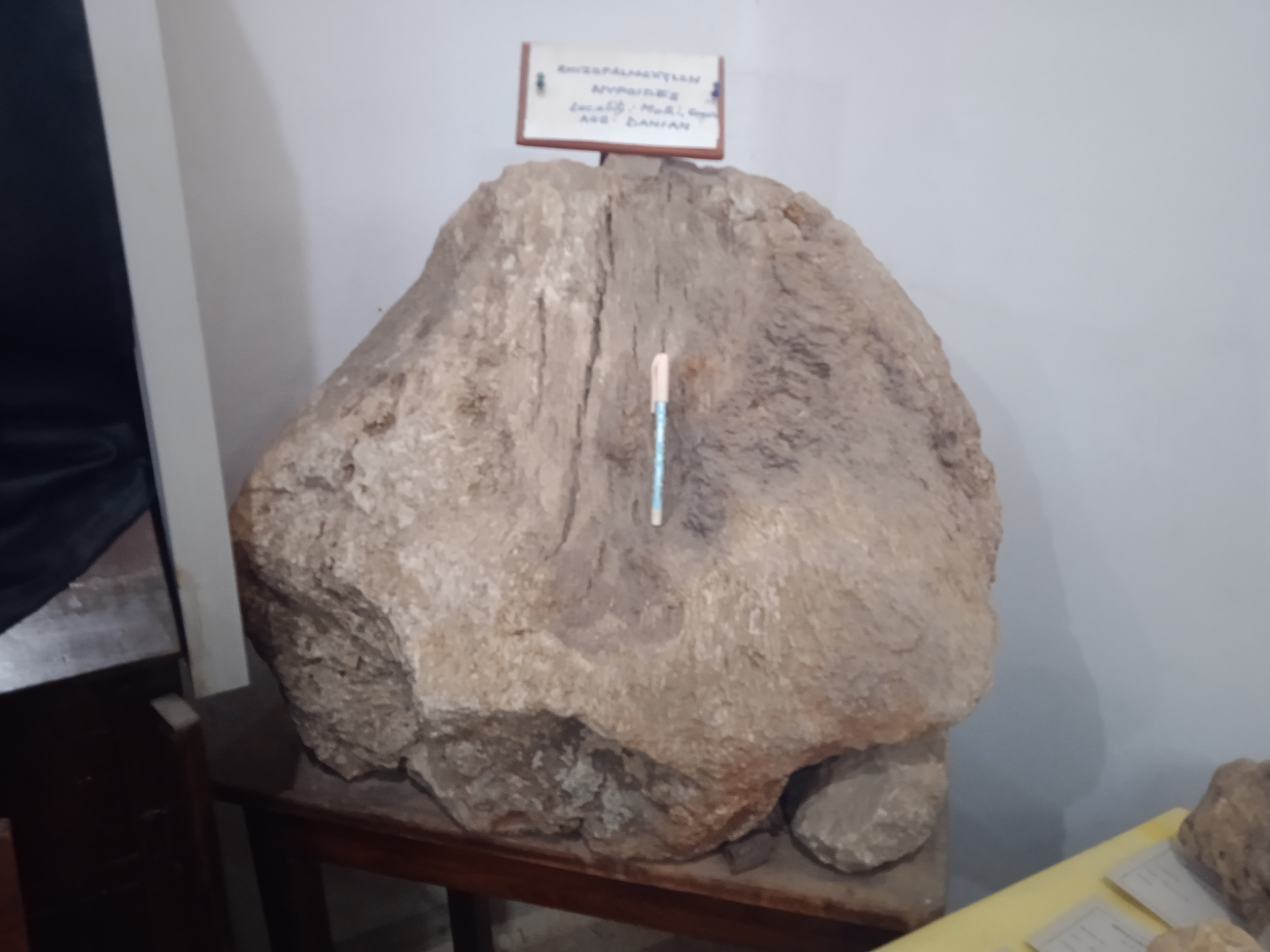 180 Crore Year Old Algae Fossil