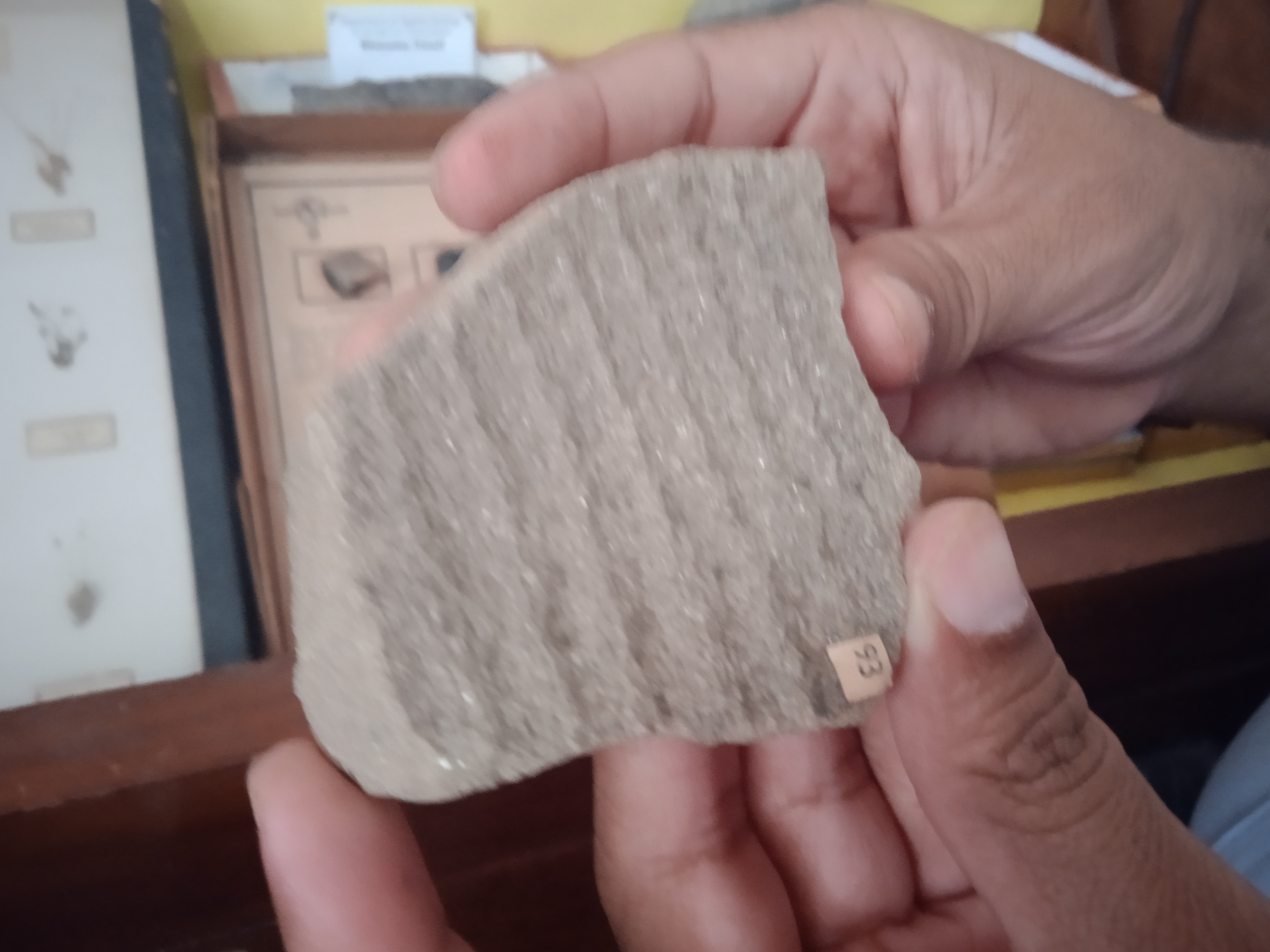 palm tree fossils discovery sagar