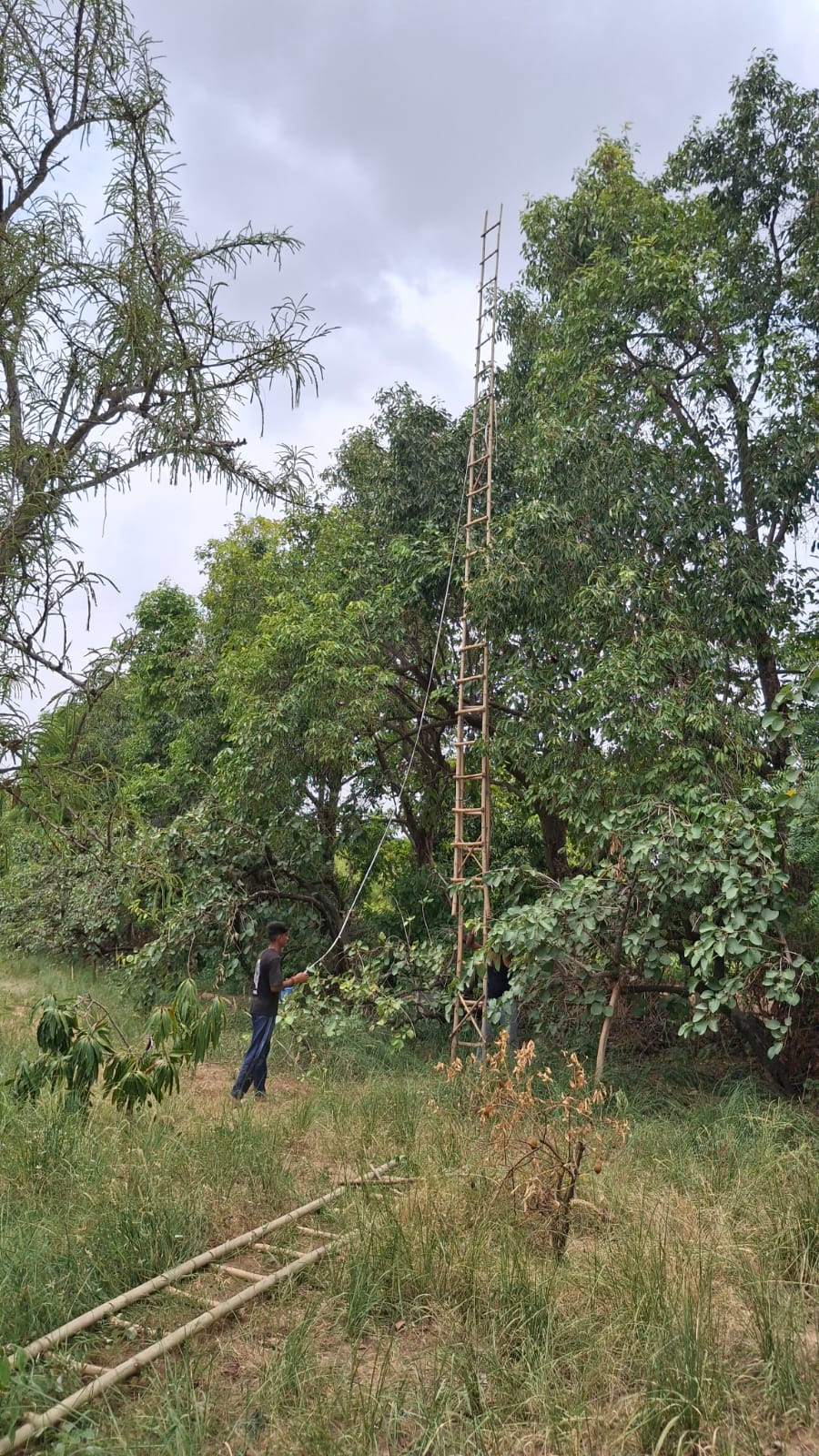 Pushkar’s Jamun Boom: The Superfruit Farmers Risk Their Lives To Harvest, Sell For Rs 200–250 per kg