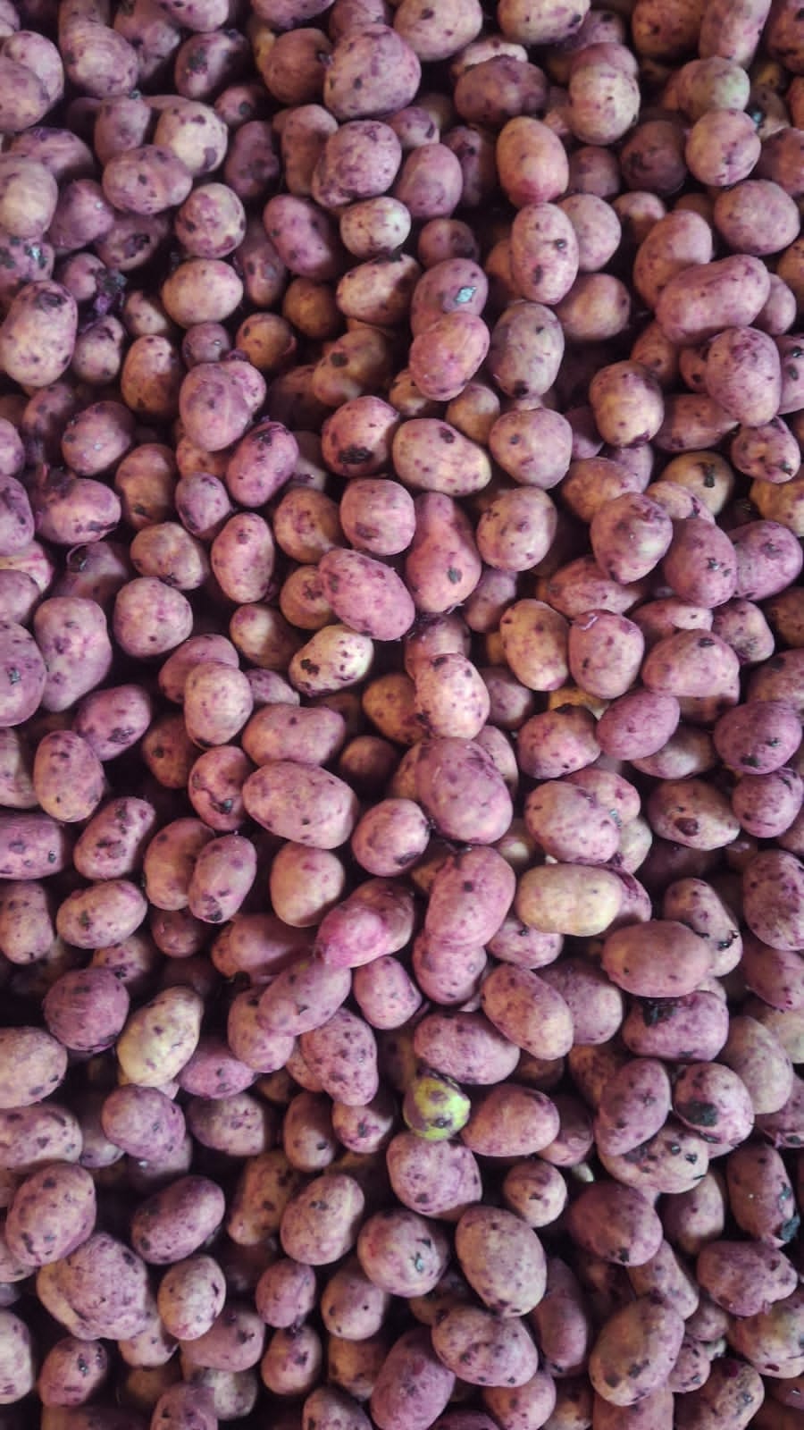 Pushkar’s Jamun Boom: The Superfruit Farmers Risk Their Lives To Harvest, Sell For Rs 200–250 per kg