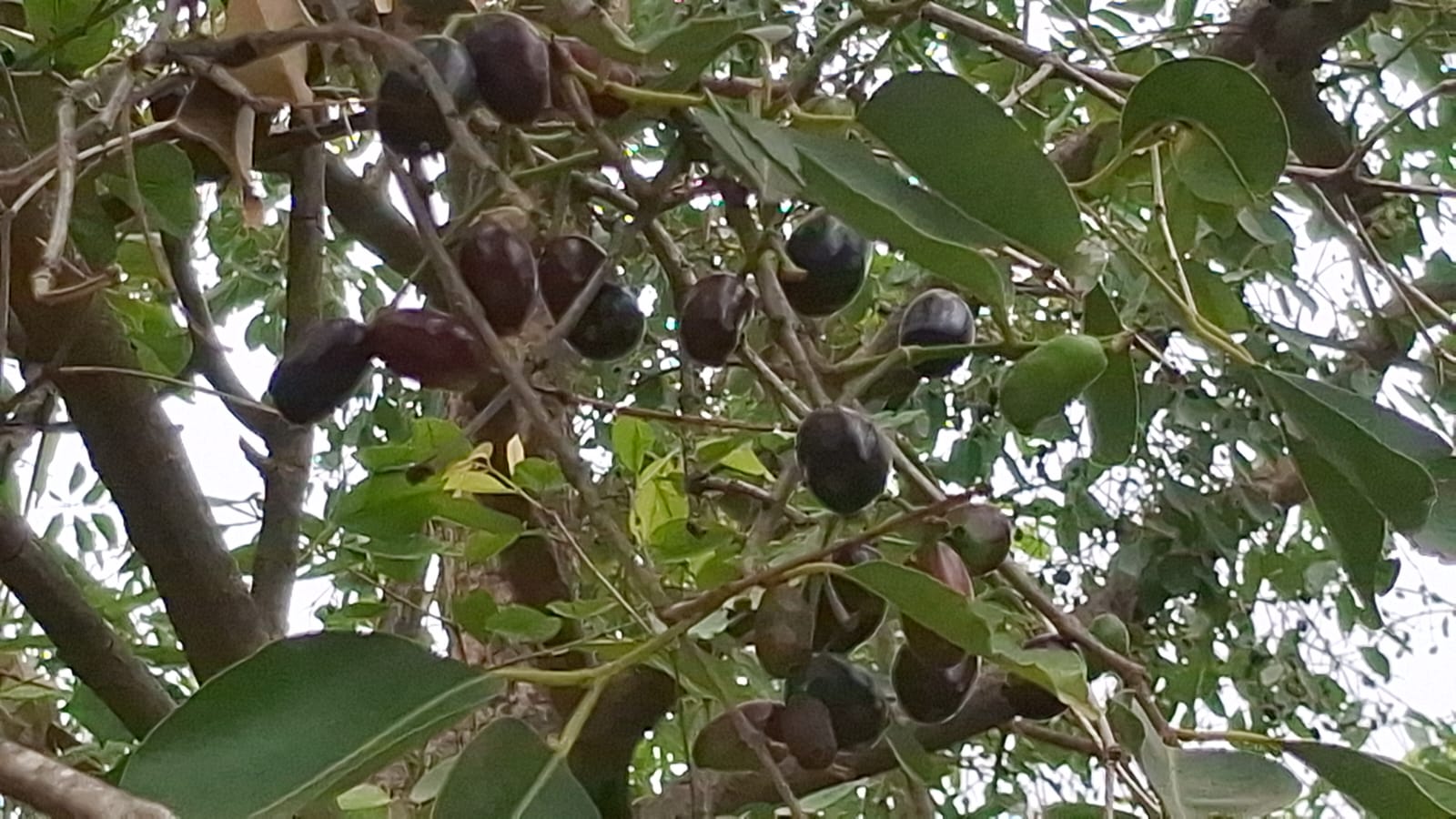 Pushkar’s Jamun Boom: The Superfruit Farmers Risk Their Lives To Harvest, Sell For Rs 200–250 per kg