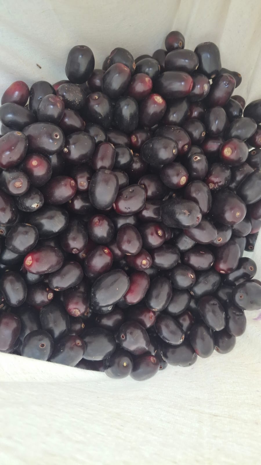 Pushkar’s Jamun Boom: The Superfruit Farmers Risk Their Lives To Harvest, Sell For Rs 200–250 per kg