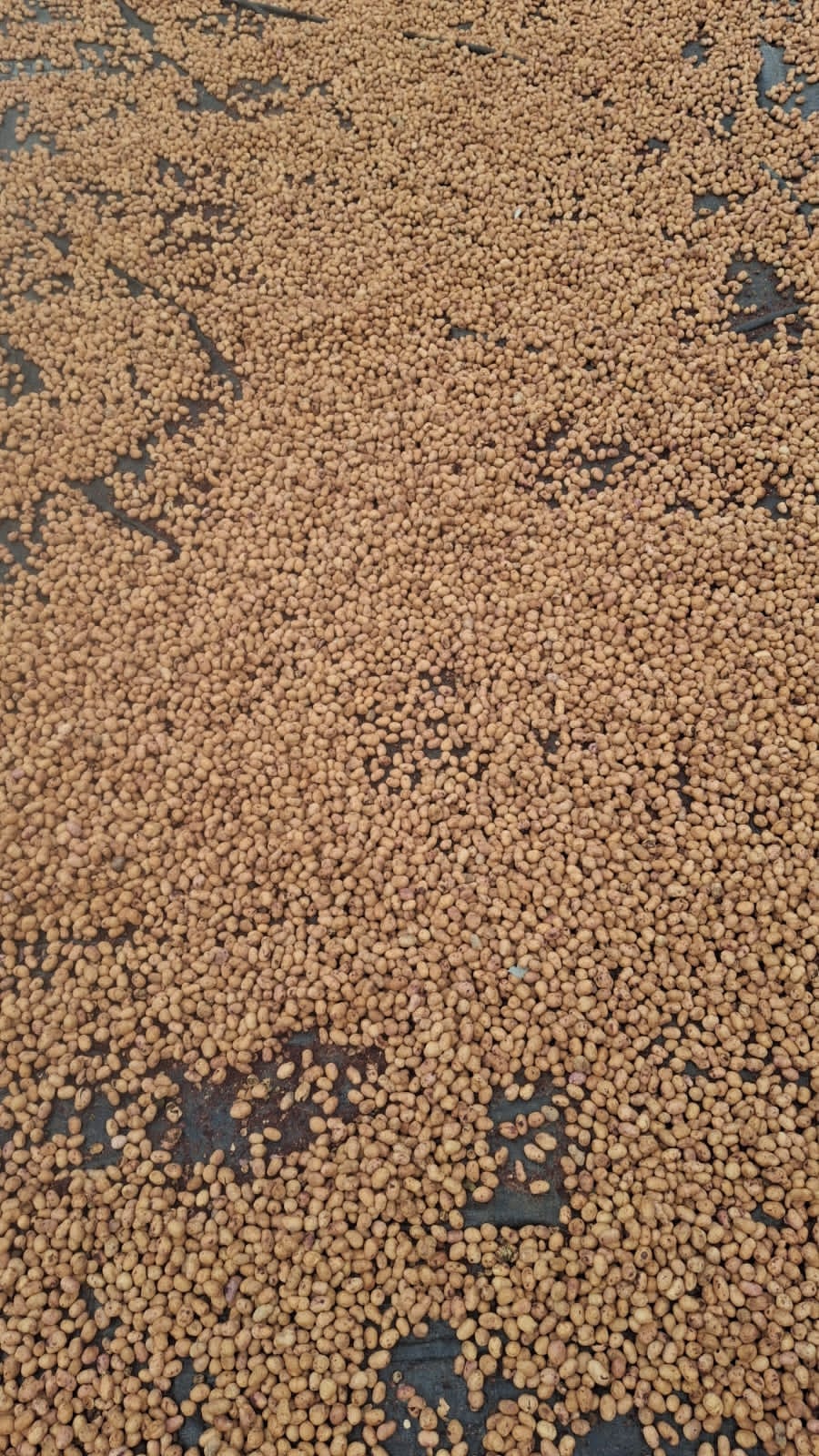 Pushkar’s Jamun Boom: The Superfruit Farmers Risk Their Lives To Harvest, Sell For Rs 200–250 per kg