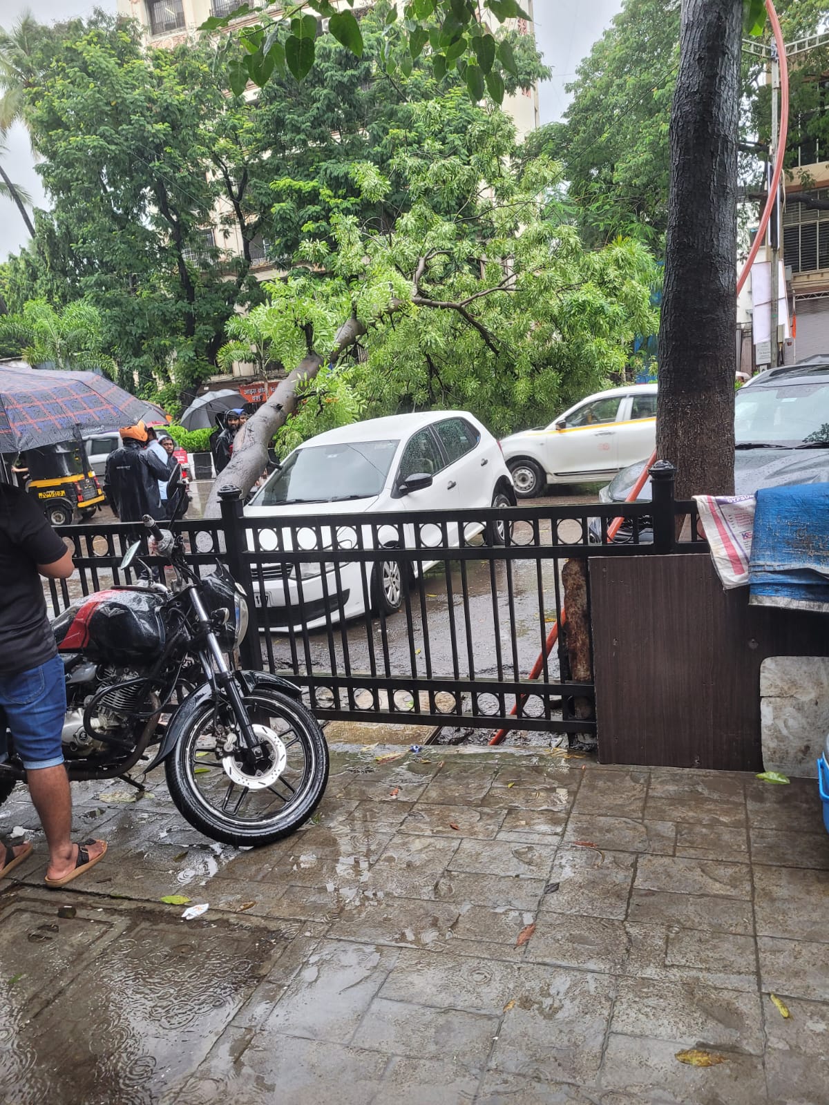 Why trees collapse cases suddenly increased from last few years in Mumbai and MMR?