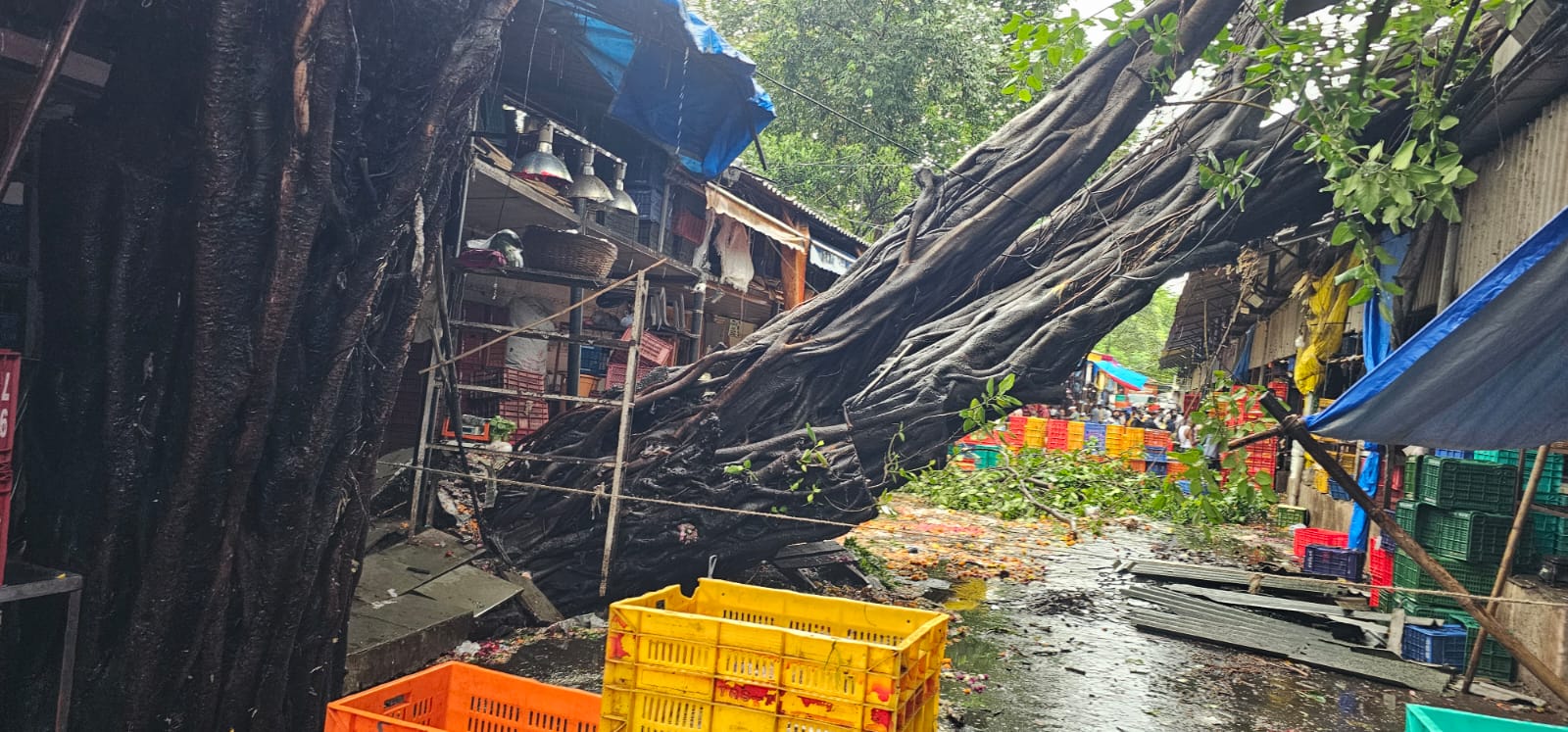 Why trees collapse cases suddenly increased from last few years in Mumbai and MMR?