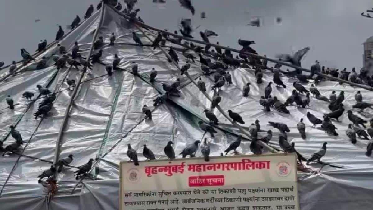 Dadar pigeon house covered with tarpaulin